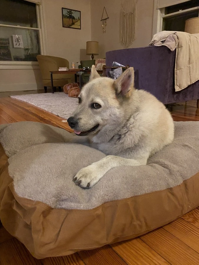 Carhartt Pet 'Carhartt' Large Sherpa Dog Bed - Carhartt Brown 4 Carhartt Pet 'Carhartt' Large Sherpa Dog Bed - Carhartt Brown - Image 2